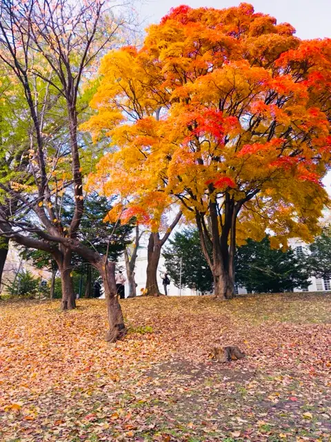 構内の木々が紅葉した北大の様子